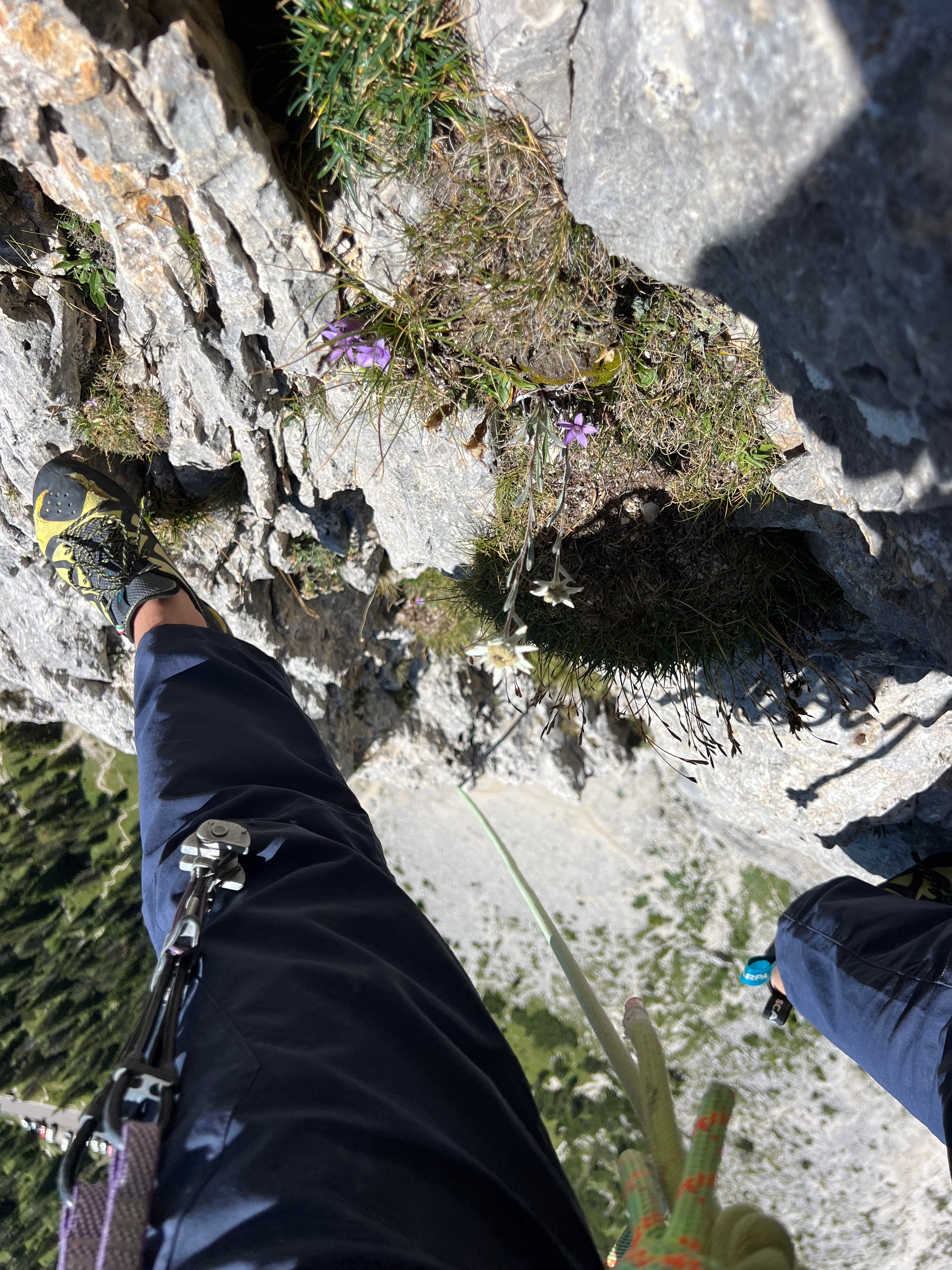 Alpinklettern Dolomiten: Edelweiss und Blick in die Tiefe am Fels